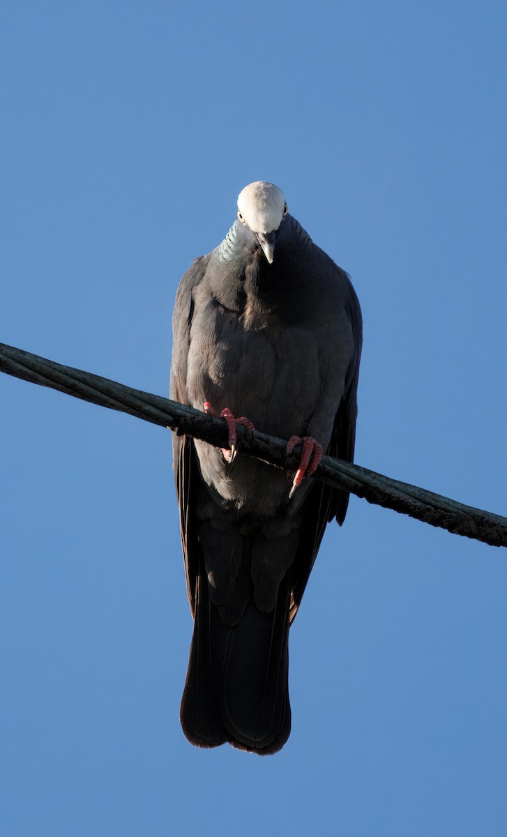 White-crowned Pigeon - ML641362851