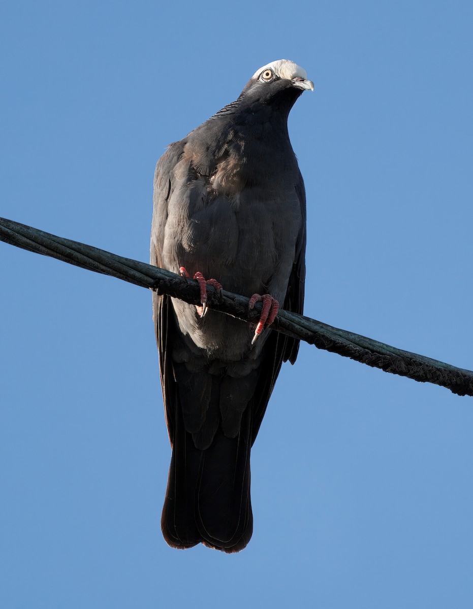 White-crowned Pigeon - ML641362852