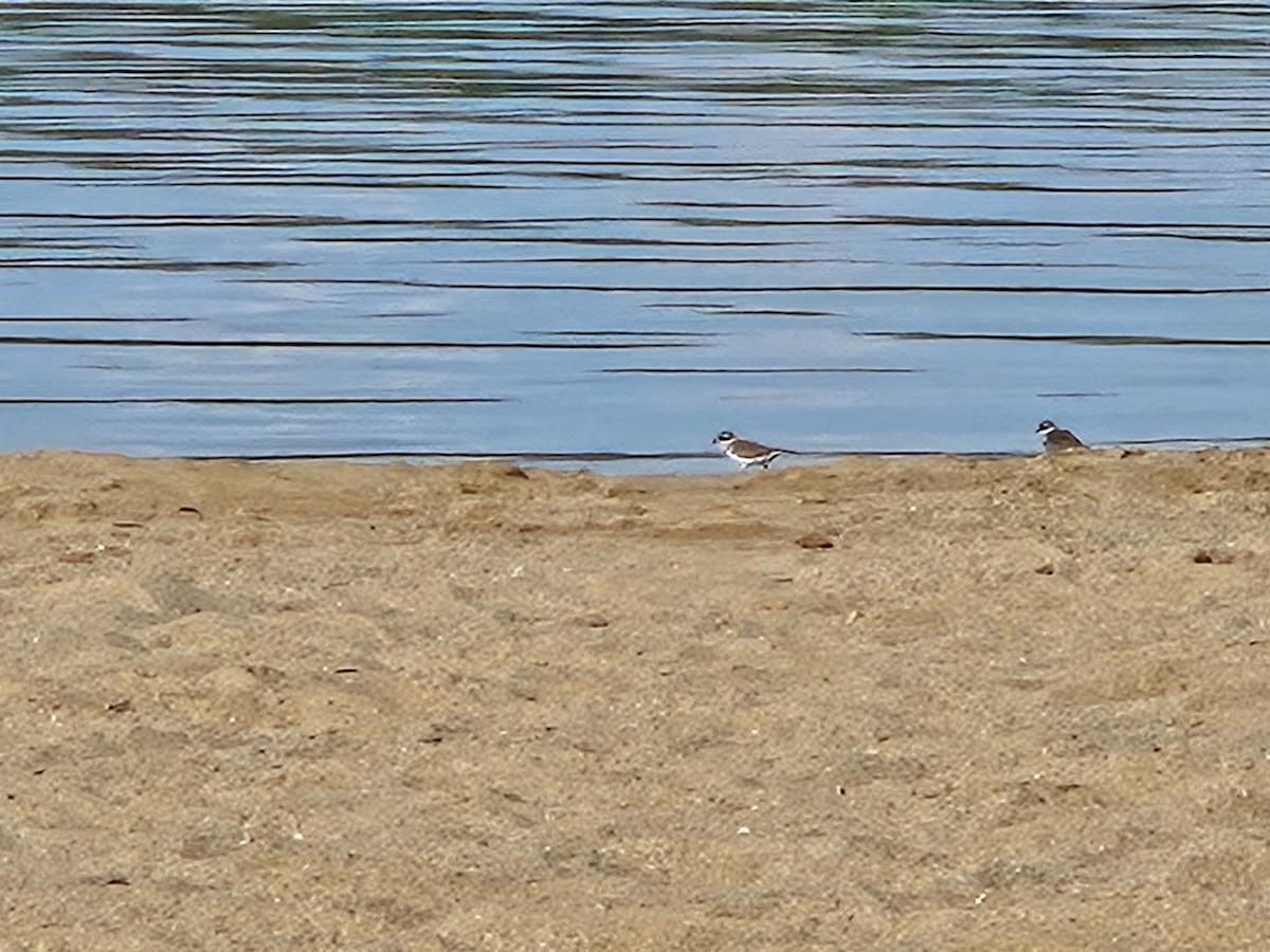 Semipalmated Plover - ML641362855