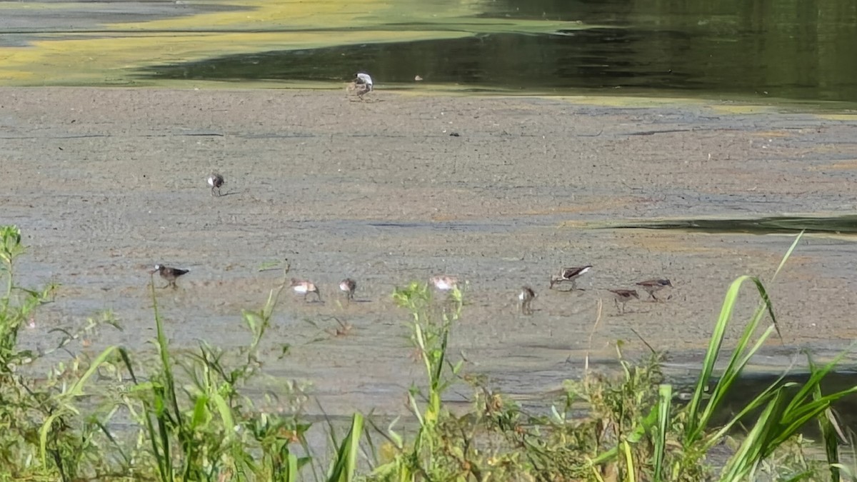 Semipalmated Sandpiper - ML641362868