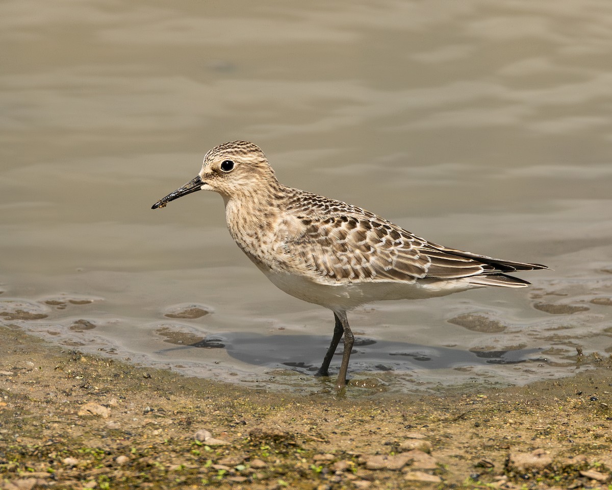 Baird's Sandpiper - ML641362875