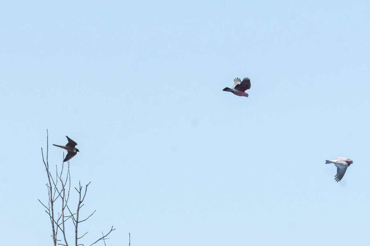 Galah - ML641362910