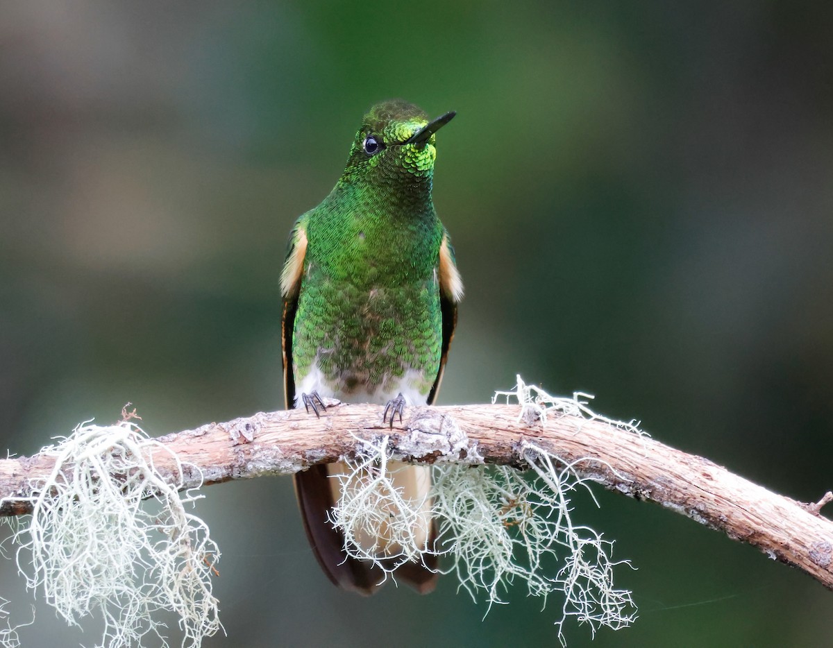 Buff-tailed Coronet - ML641362919