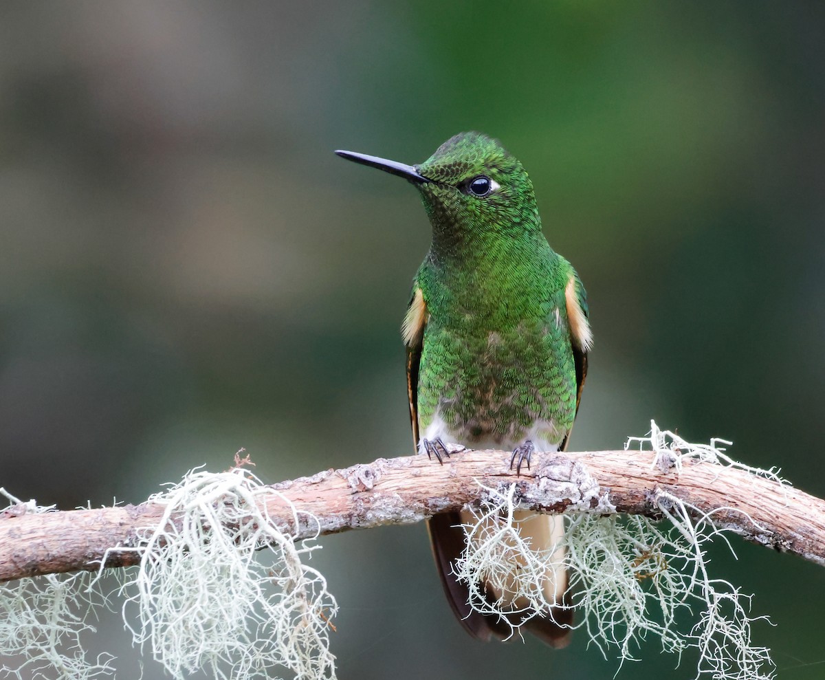Buff-tailed Coronet - ML641362920