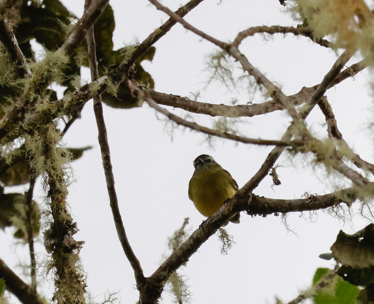 Black-capped Tyrannulet - ML641362939