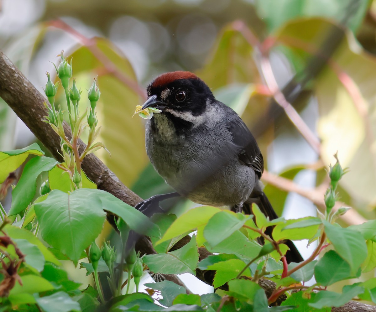Northern Slaty Brushfinch - ML641362947