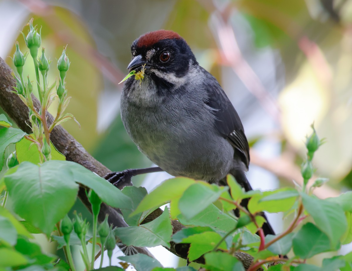 Northern Slaty Brushfinch - ML641362948
