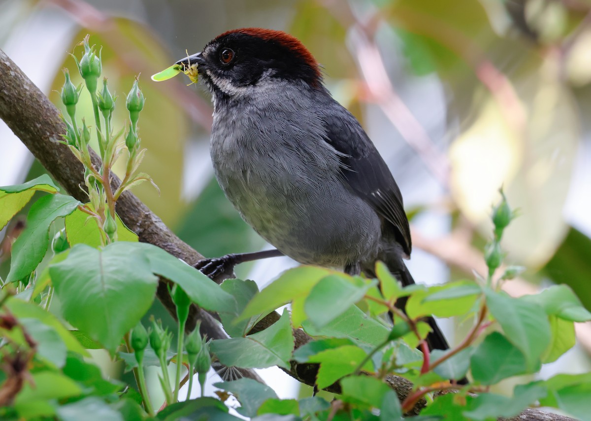 Northern Slaty Brushfinch - ML641362949