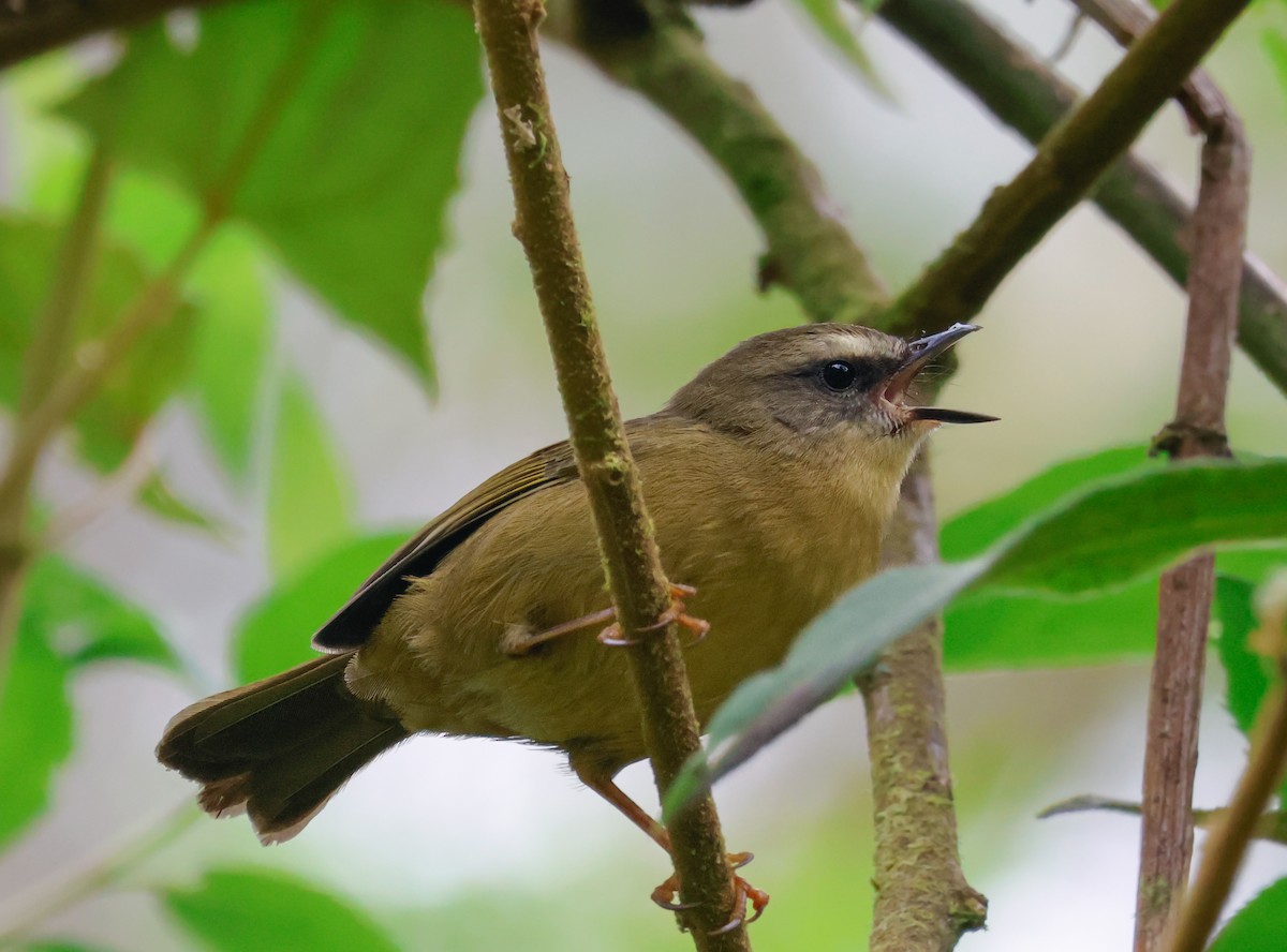 Citrine Warbler - ML641362961
