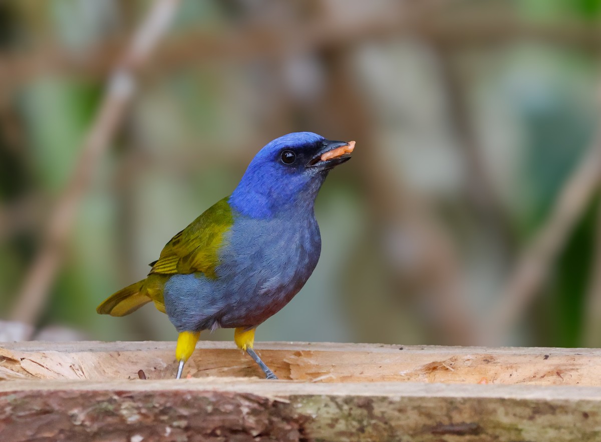 Blue-capped Tanager - ML641362975
