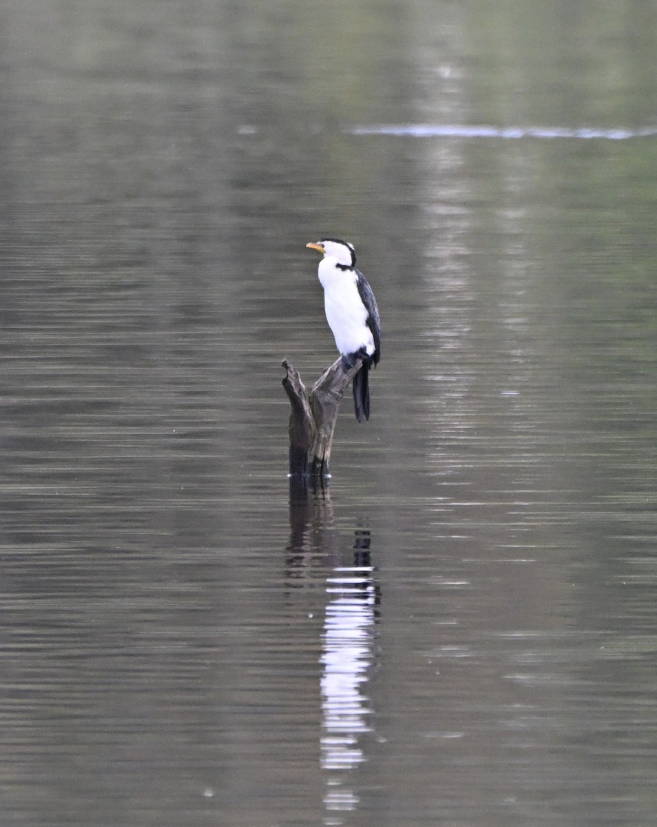 Little Pied Cormorant - ML641362976