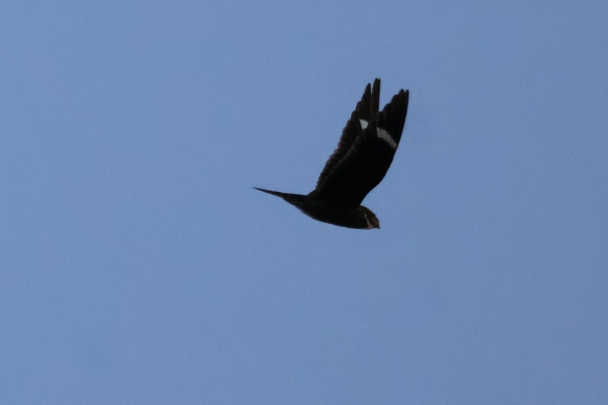 Common Nighthawk - ML641362985