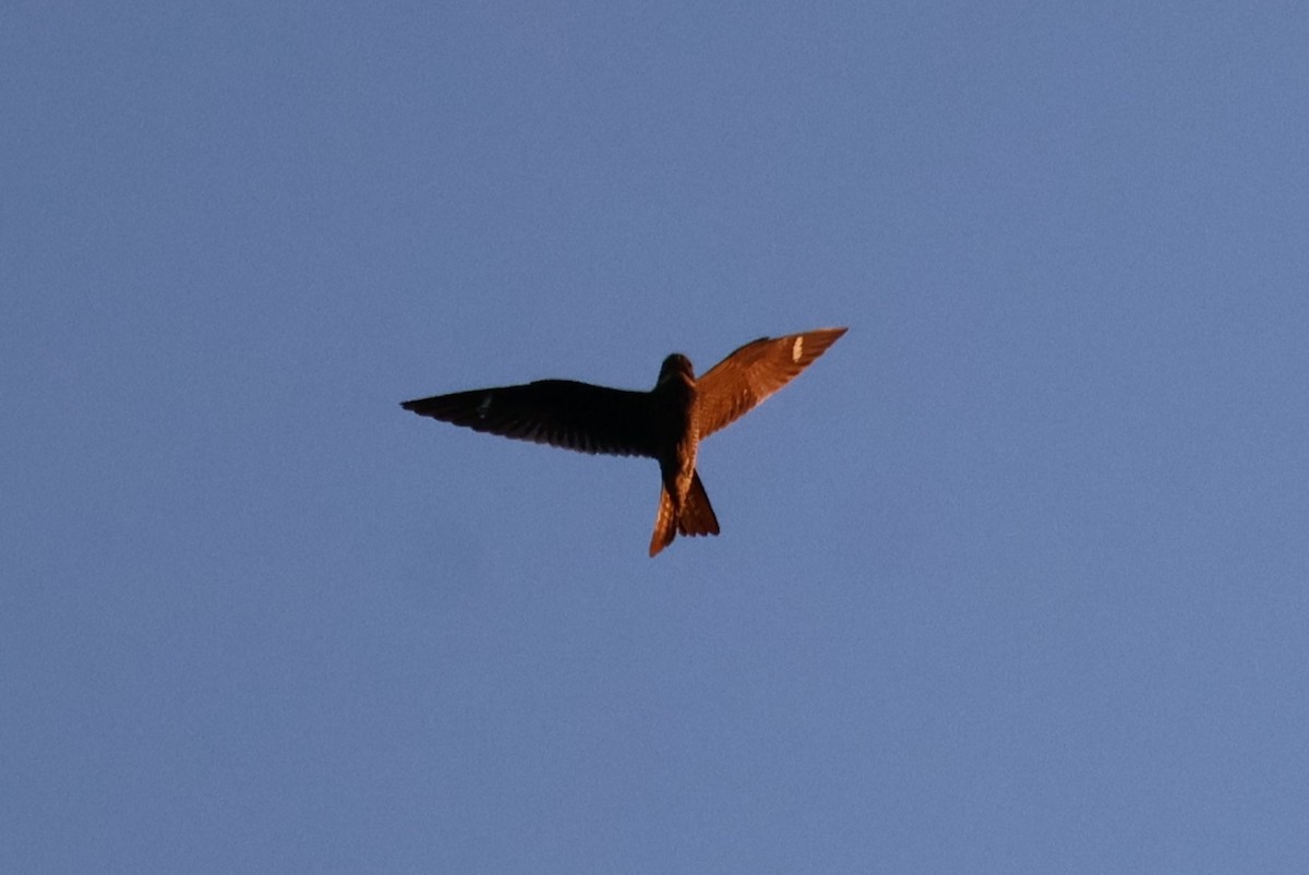 Common Nighthawk - ML641362987