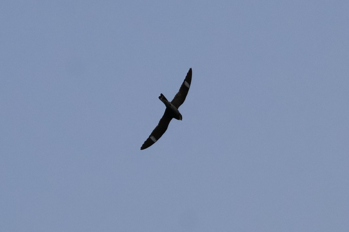 Common Nighthawk - ML641362988