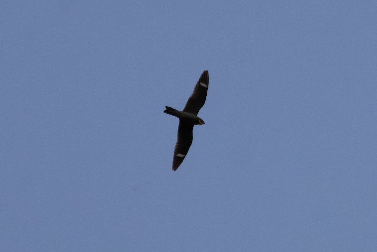 Common Nighthawk - ML641362989