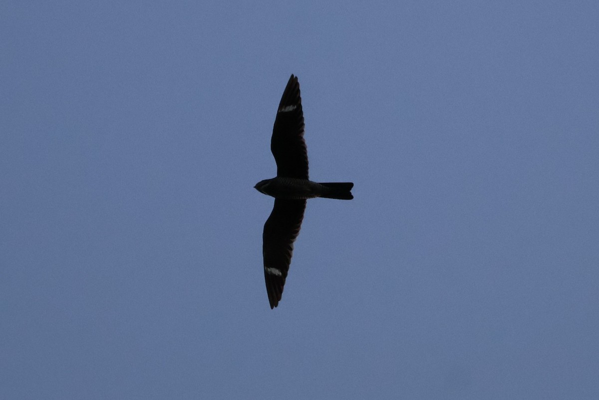 Common Nighthawk - ML641362990