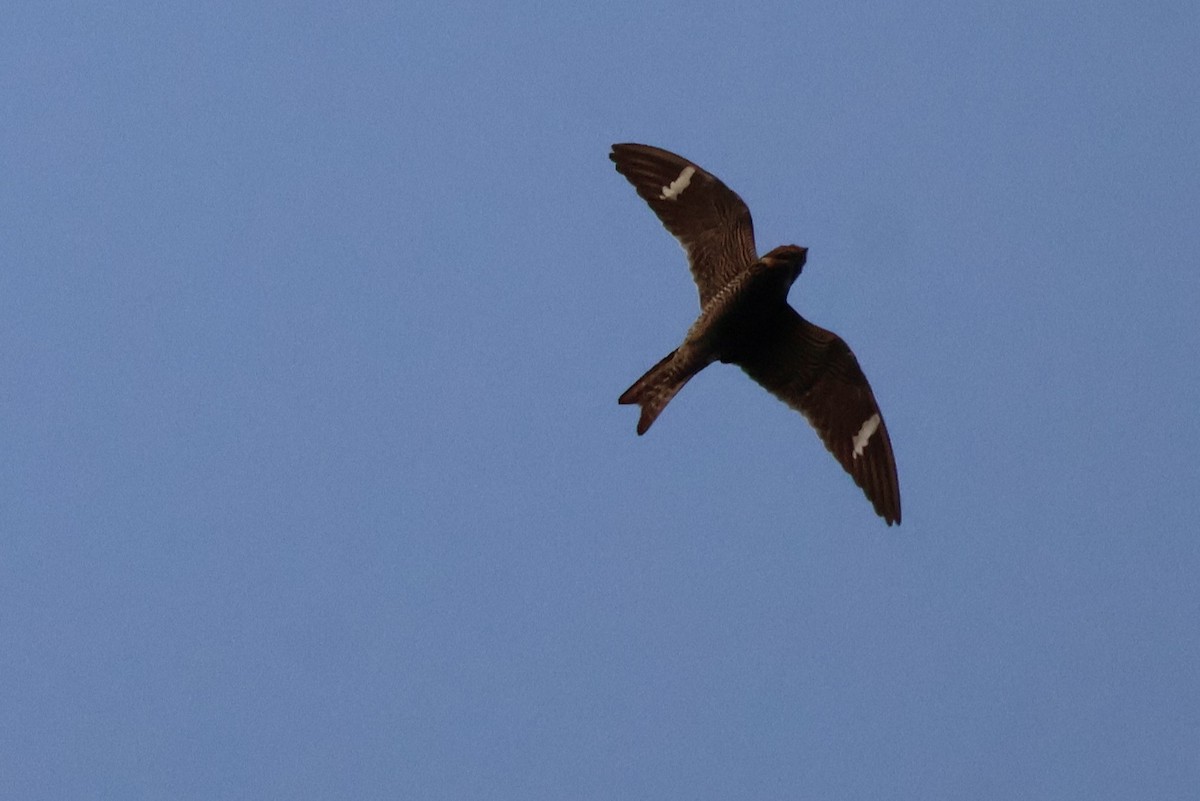 Common Nighthawk - ML641362991