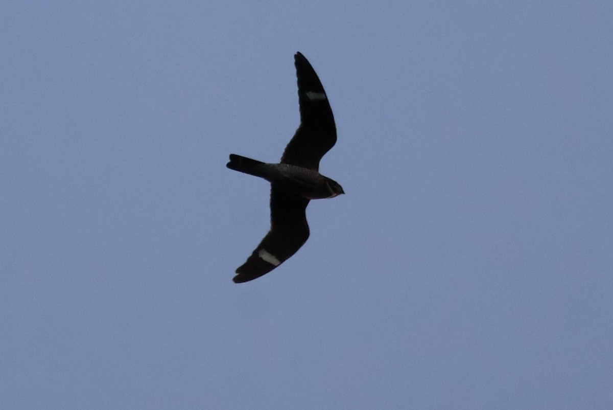 Common Nighthawk - ML641362992