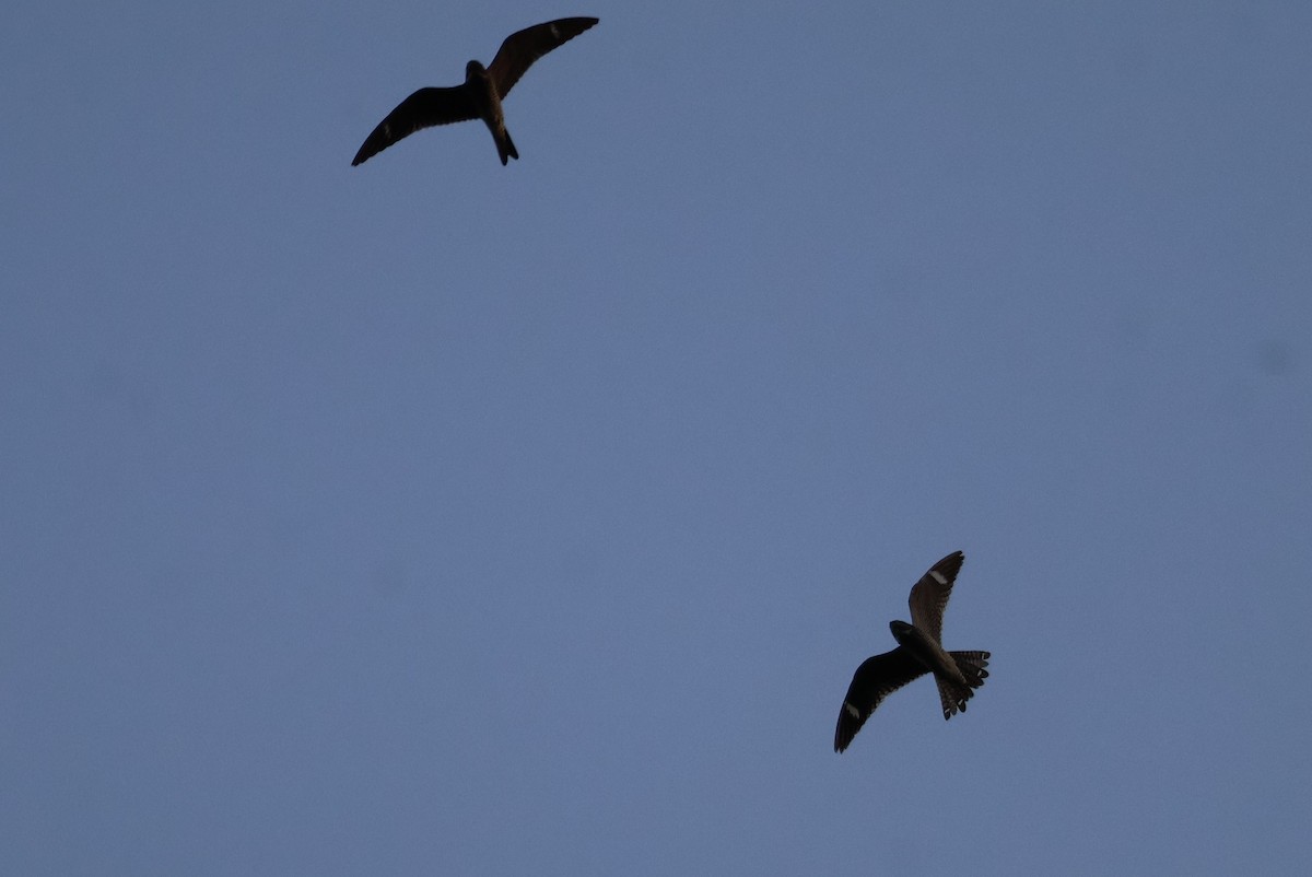 Common Nighthawk - ML641362994