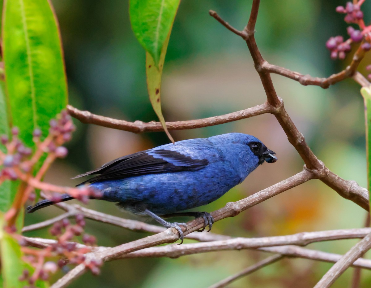 Blue-and-black Tanager - ML641362999