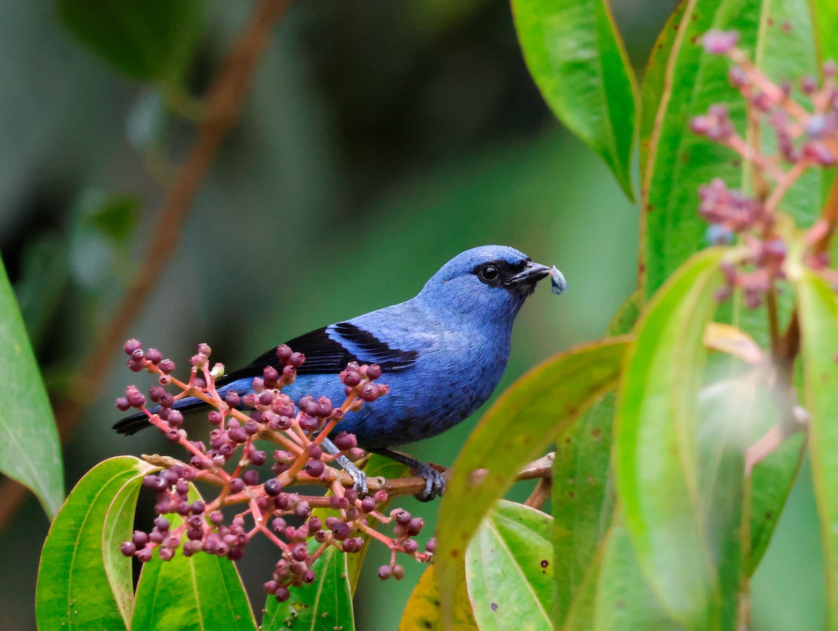 Blue-and-black Tanager - ML641363000