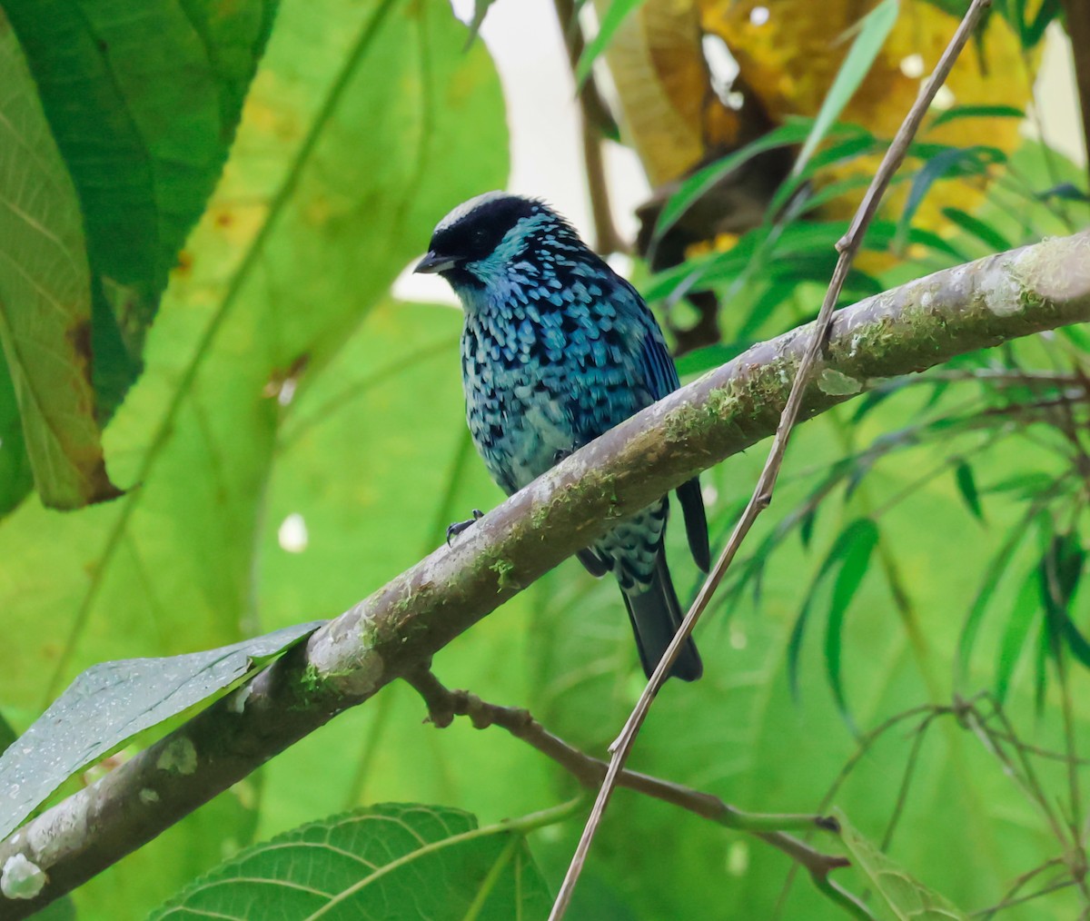 Beryl-spangled Tanager - ML641363008