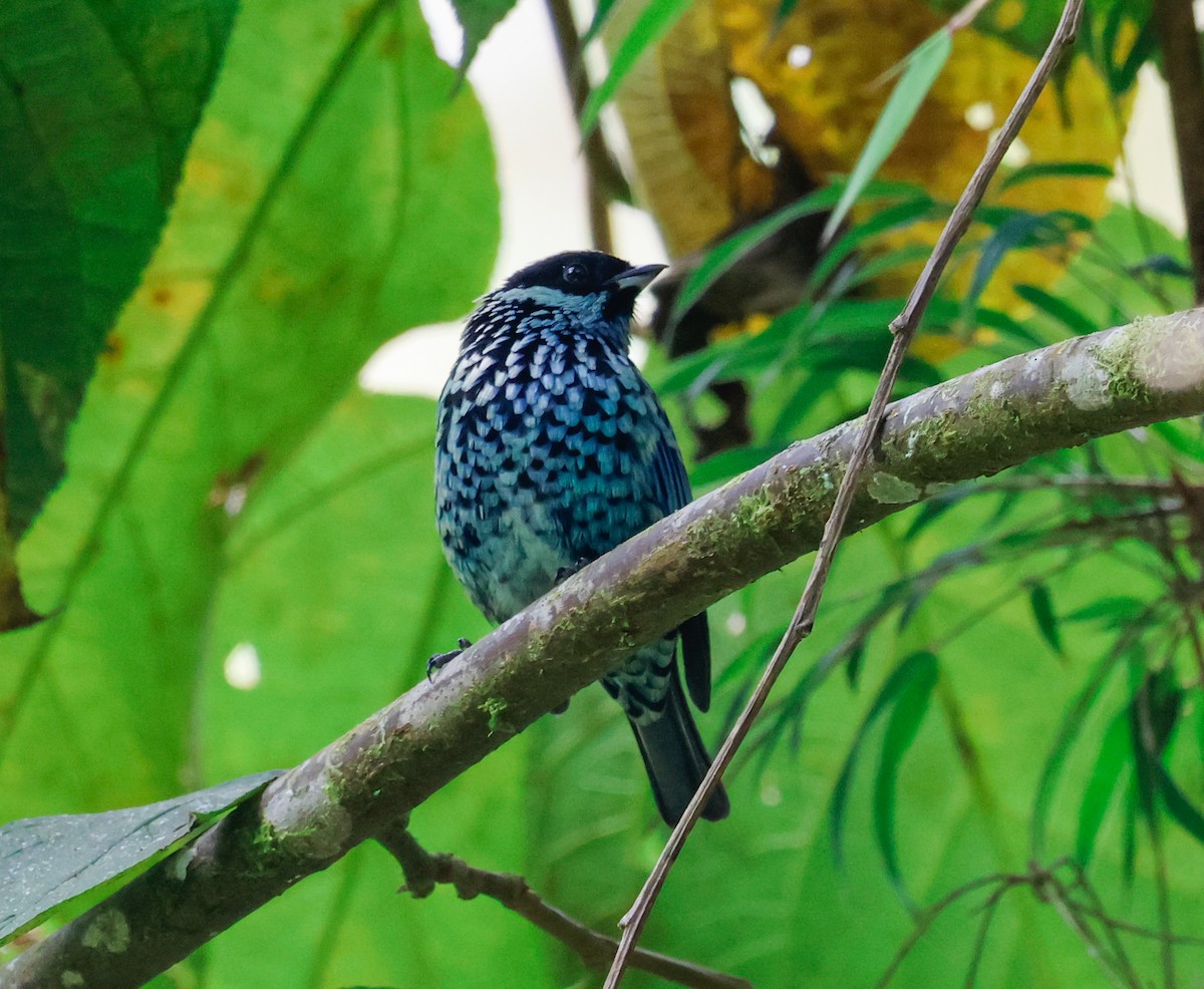 Beryl-spangled Tanager - ML641363010