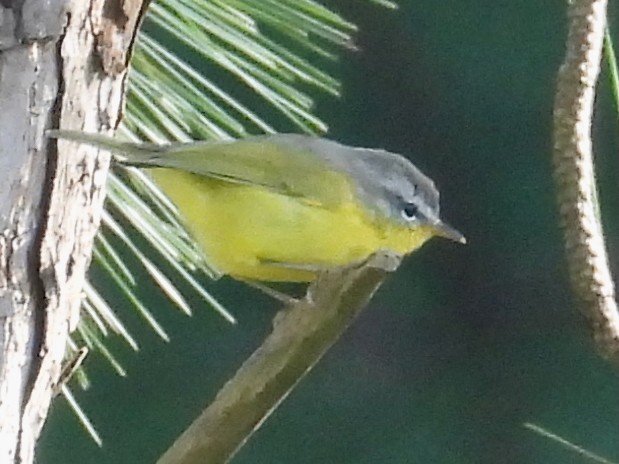 Gray-hooded Warbler - ML641363031