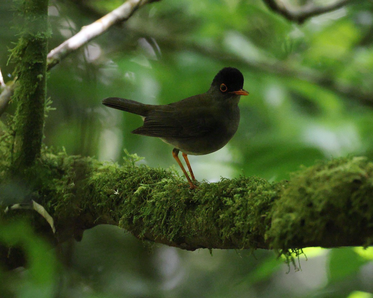 Black-headed Nightingale-Thrush - ML641363033