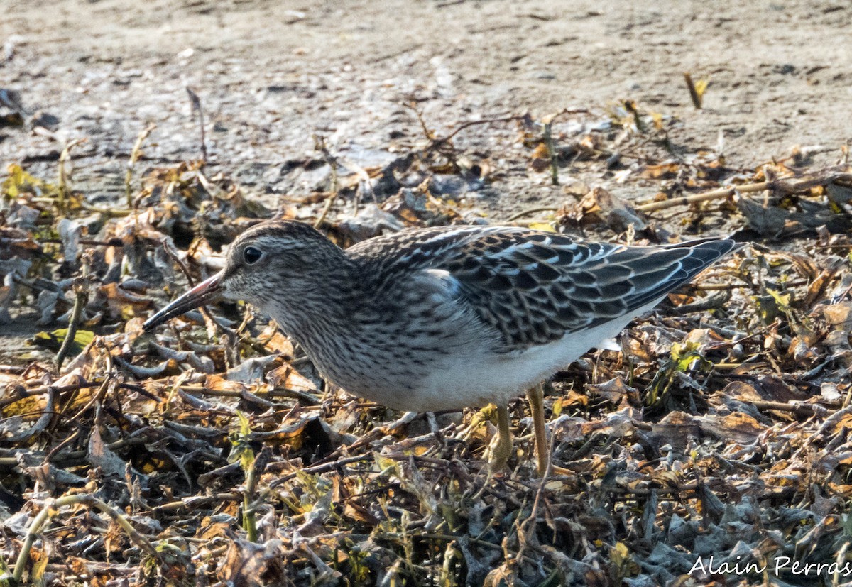 Pectoral Sandpiper - ML641363058