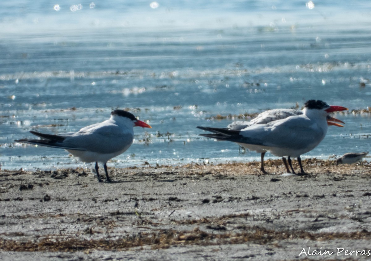 Caspian Tern - ML641363062