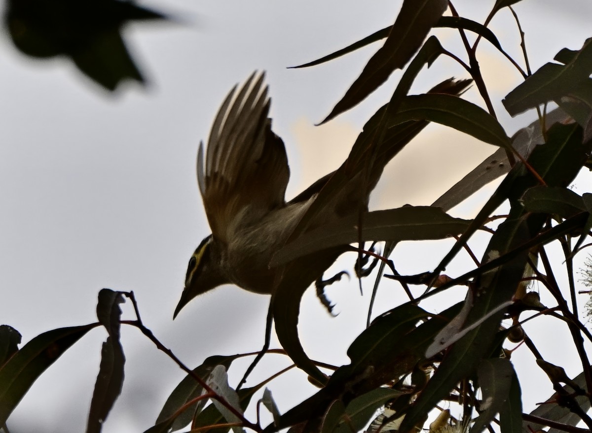 Yellow-faced Honeyeater - ML641363063