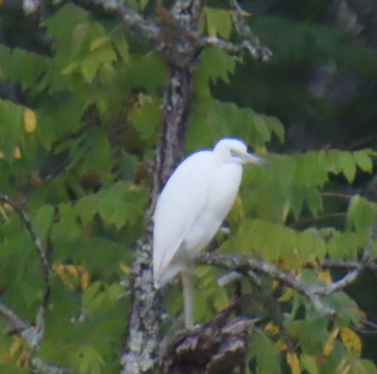 Little Blue Heron - ML641363067