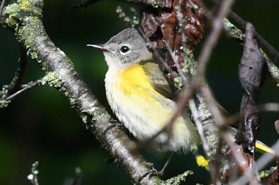 American Redstart - ML641363068
