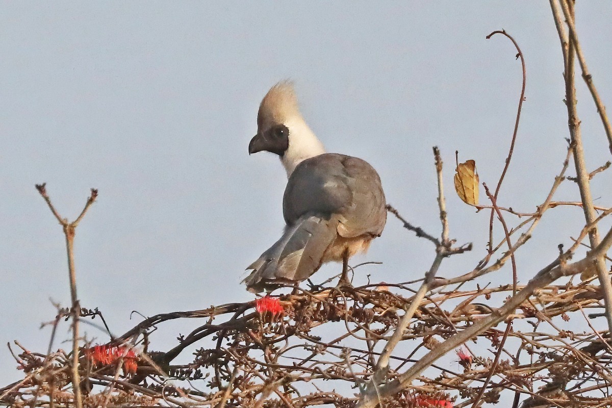 Bare-faced Go-away-bird - ML641363069