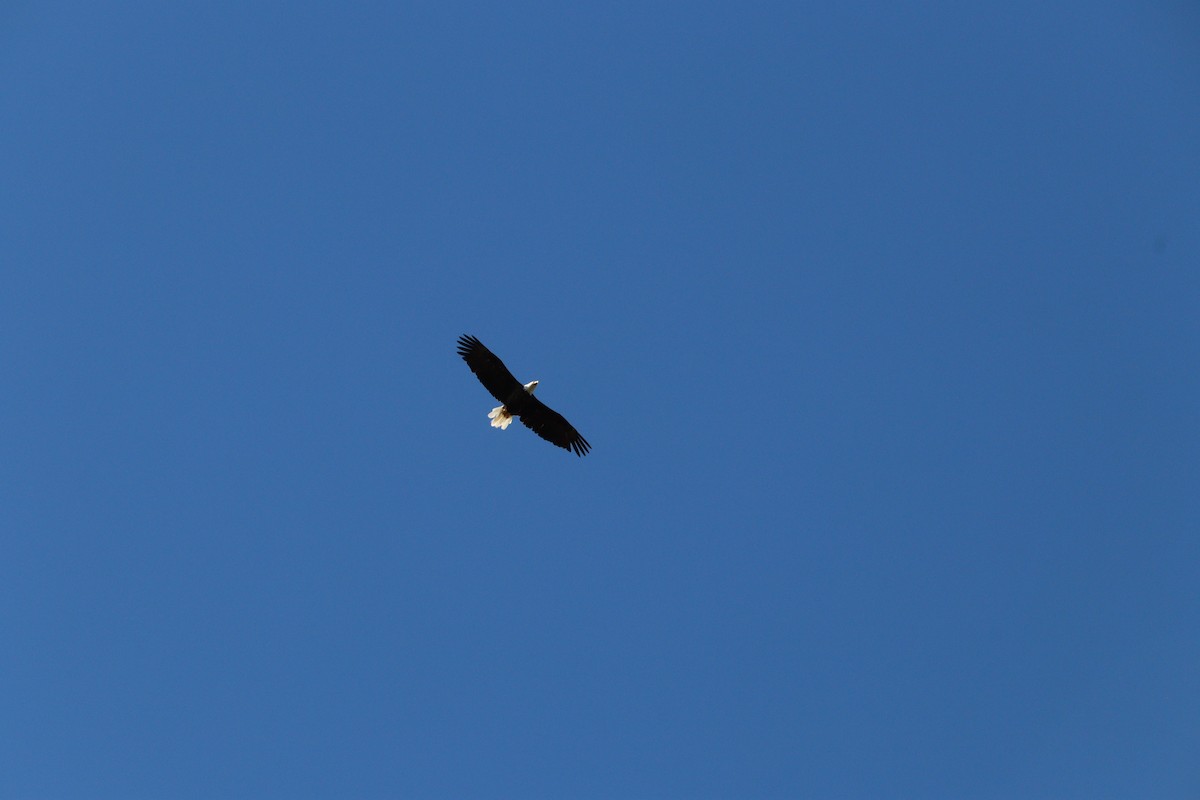 Bald Eagle - ML641363071