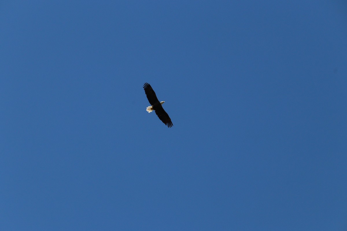 Bald Eagle - ML641363072