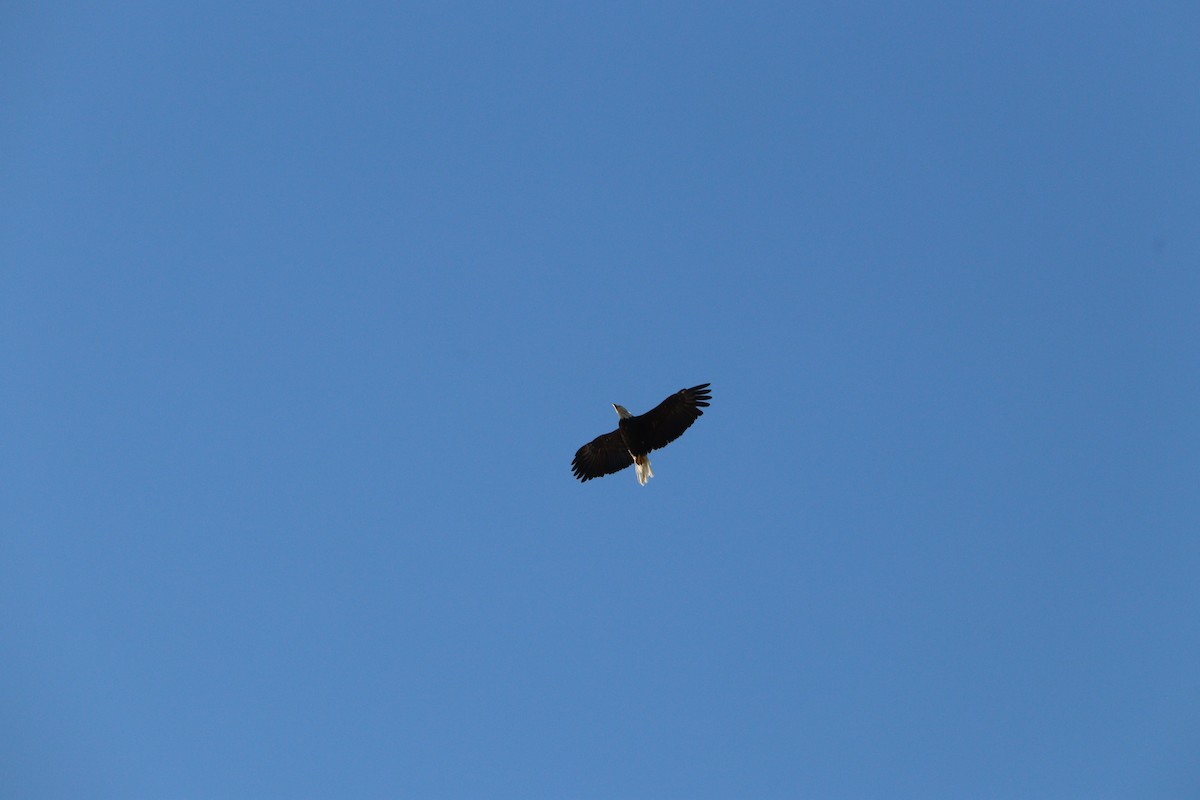Bald Eagle - ML641363073
