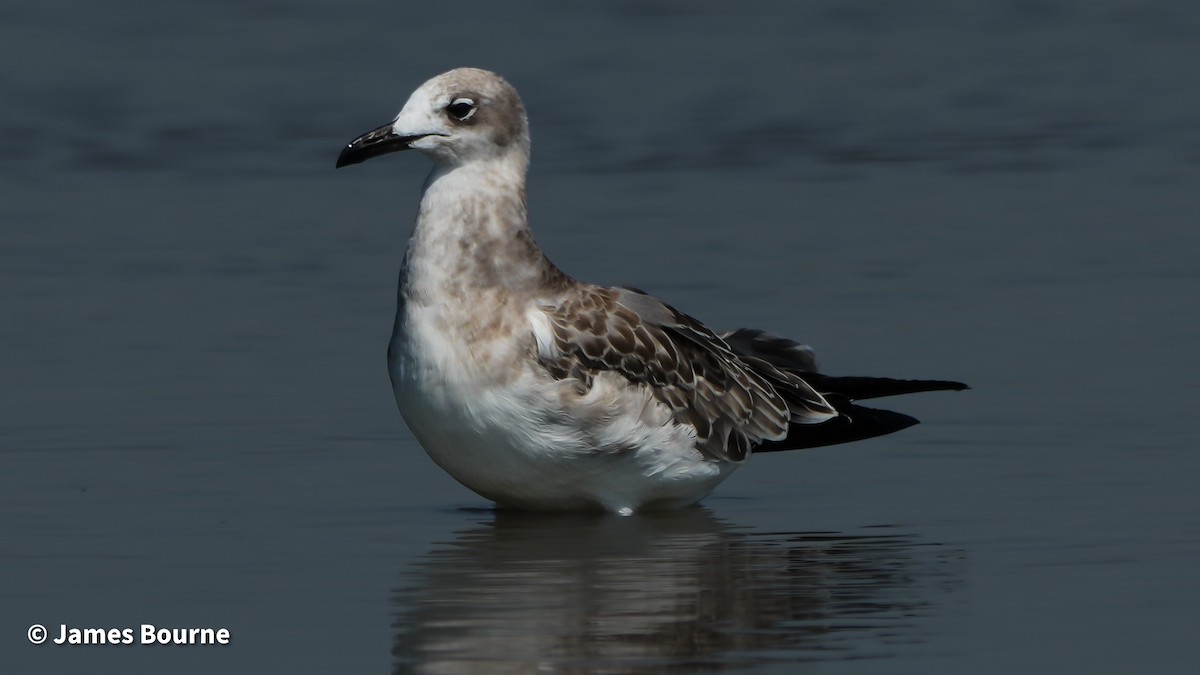 Laughing Gull - ML641363074