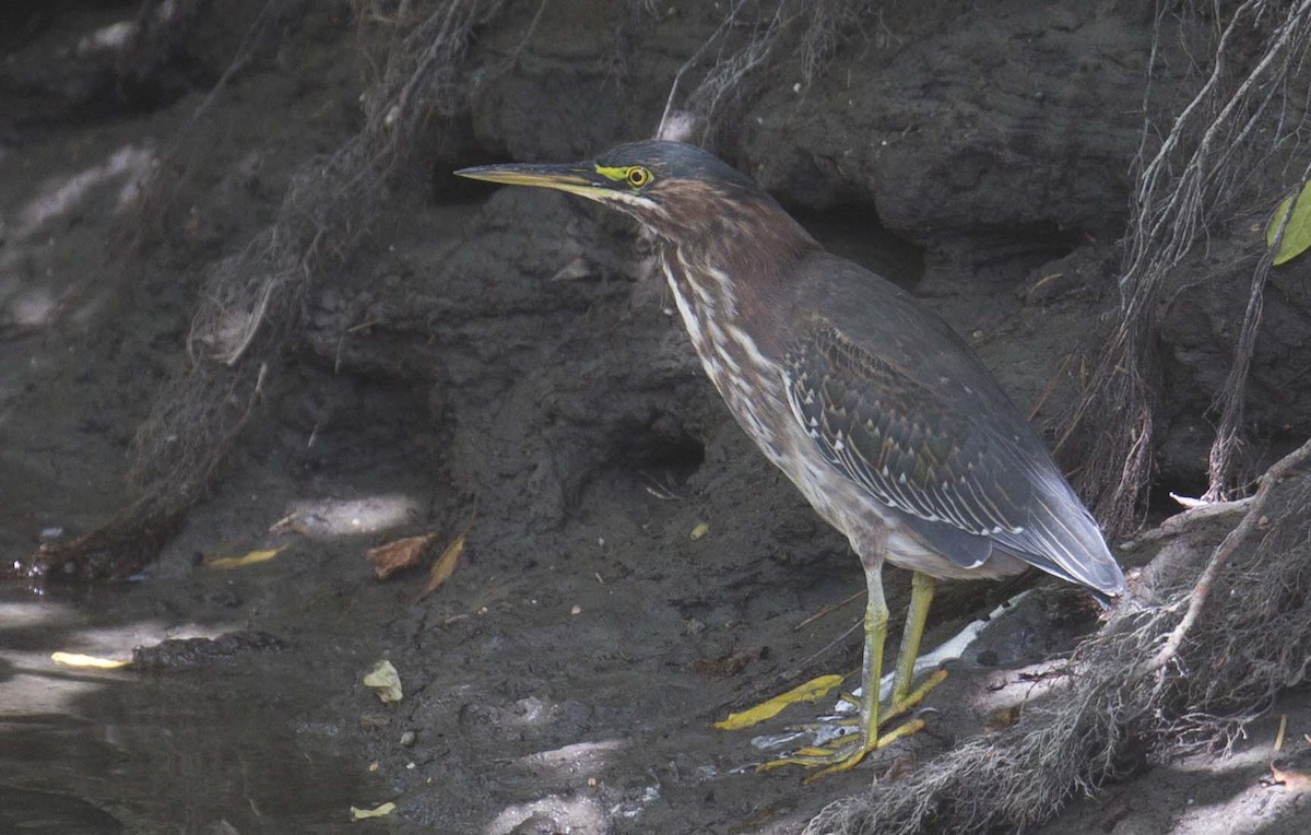 Green Heron - ML641363075