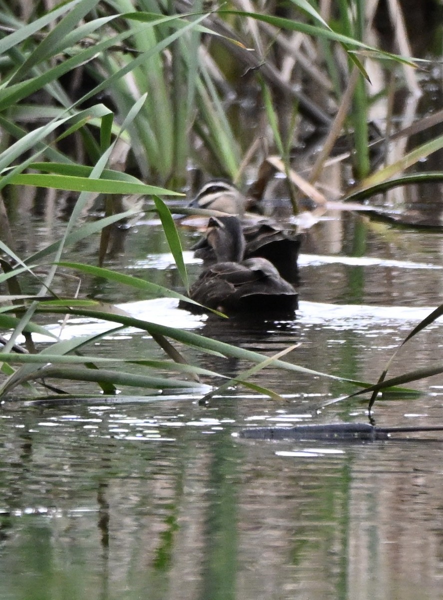 Pacific Black Duck - ML641363081