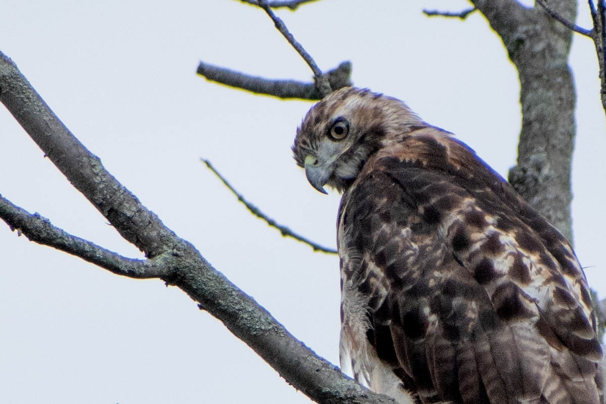 Red-tailed Hawk - ML641363082