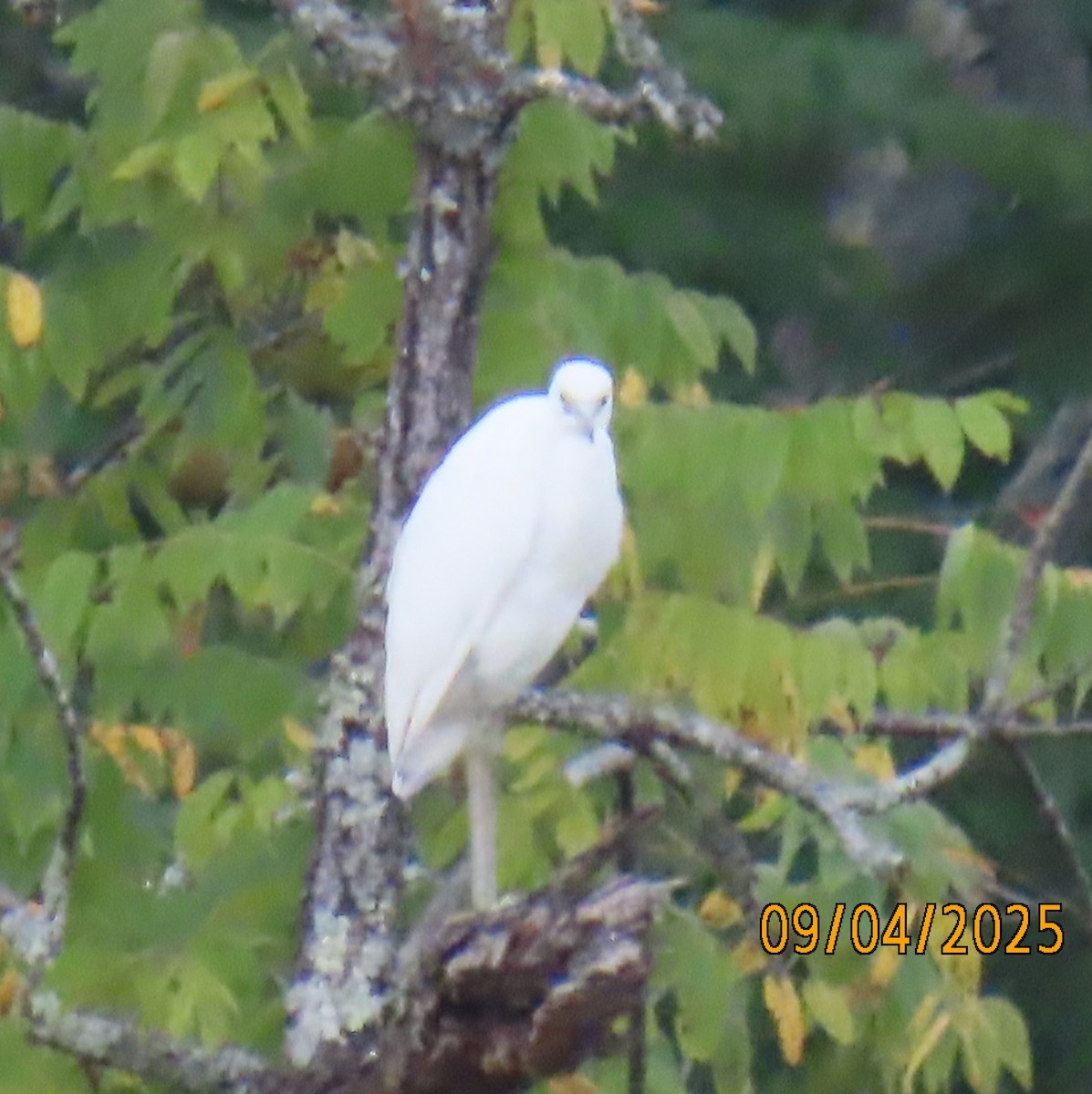 Little Blue Heron - ML641363084