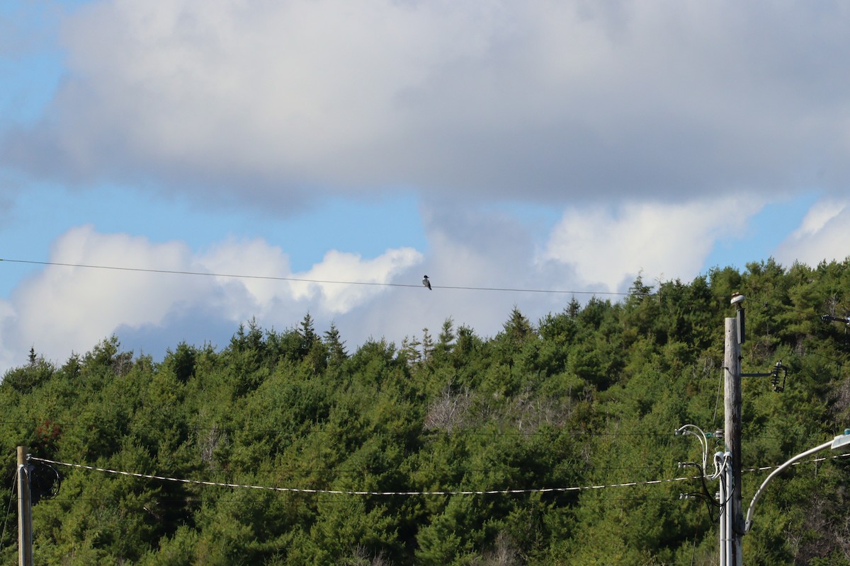 Belted Kingfisher - ML641363086