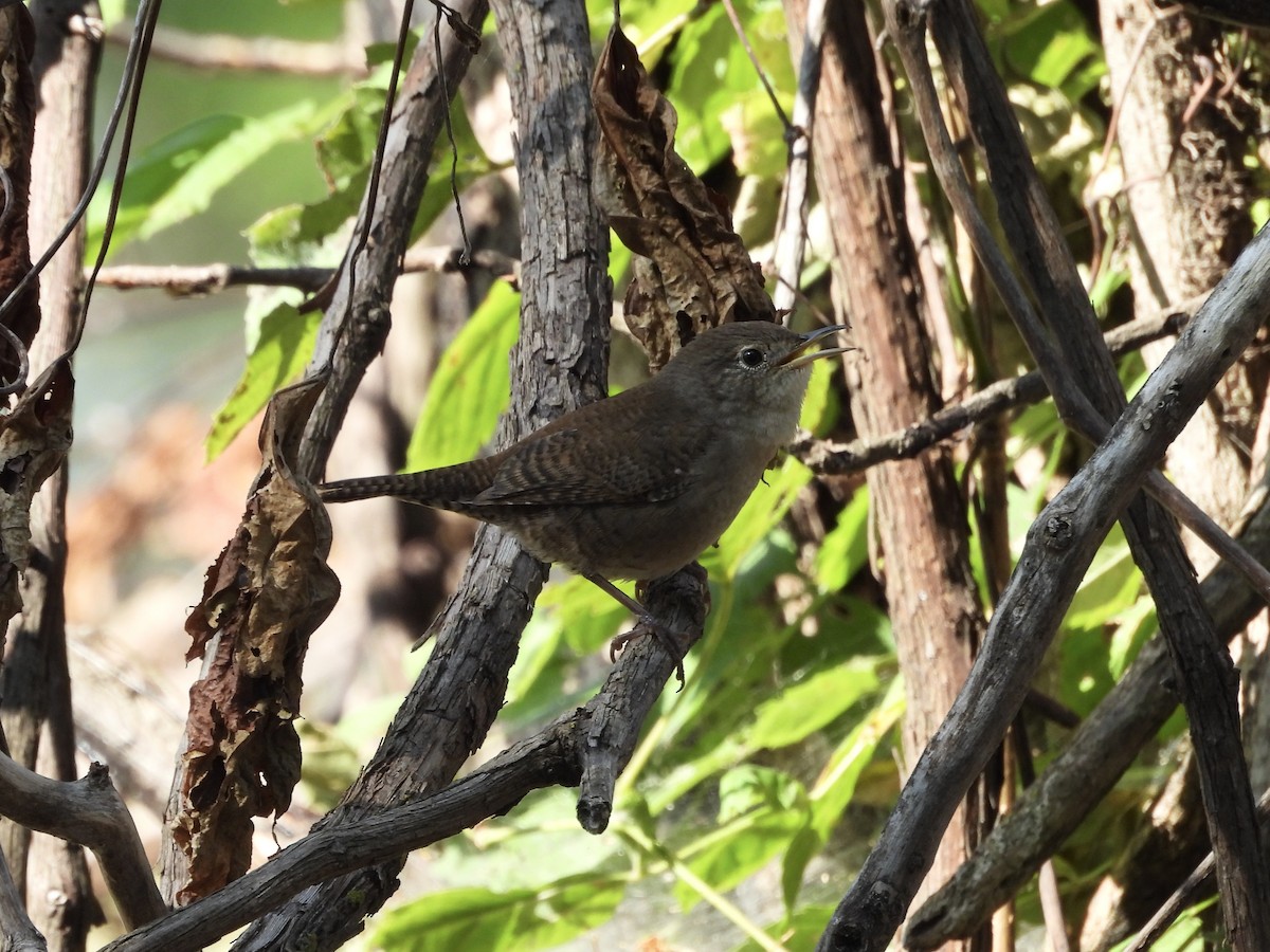 Northern House Wren - ML641363087