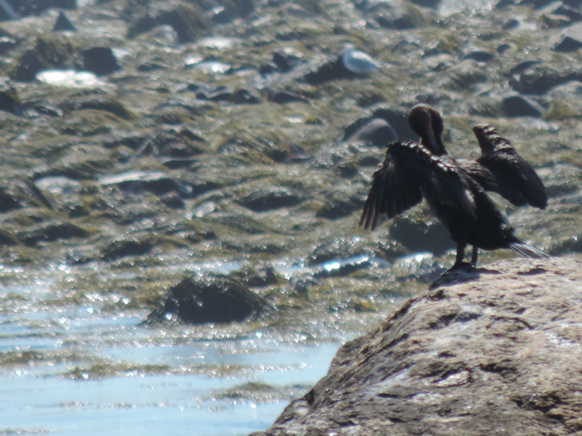 Double-crested Cormorant - ML641363092