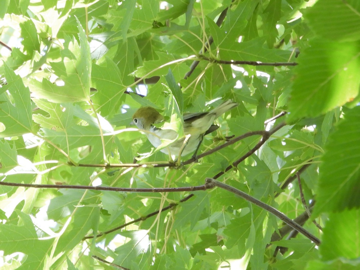 Chestnut-sided Warbler - ML641363096