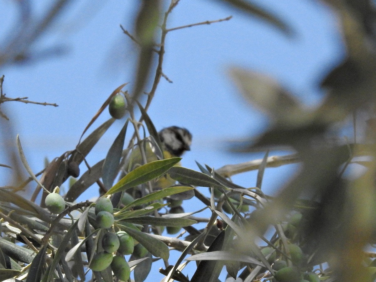 Eurasian Blue Tit - ML641363137