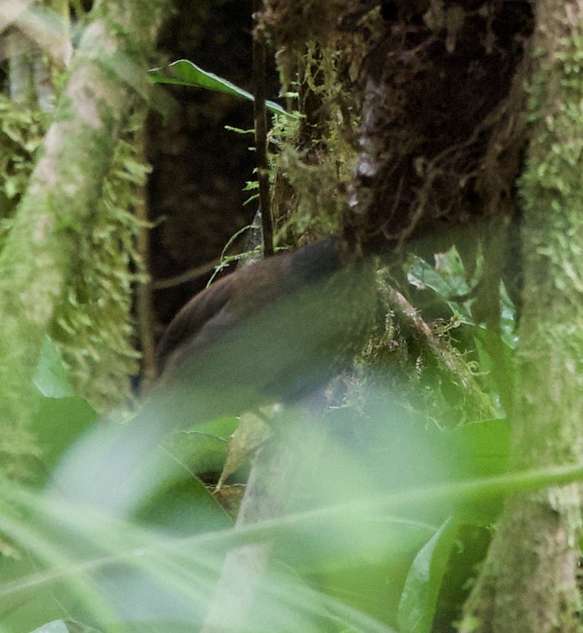 Spotted Barbtail - ML641363202