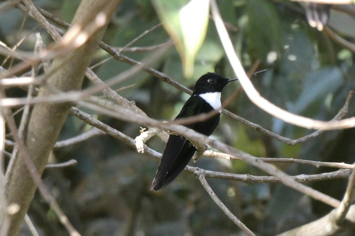 Collared Inca - ML641363223